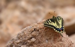 Papilio machaon