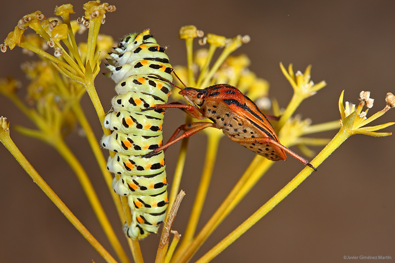 Encuentros