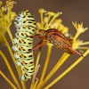 Encuentros