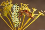 Encuentros