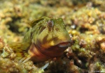 <i>Scartella cristata</i>