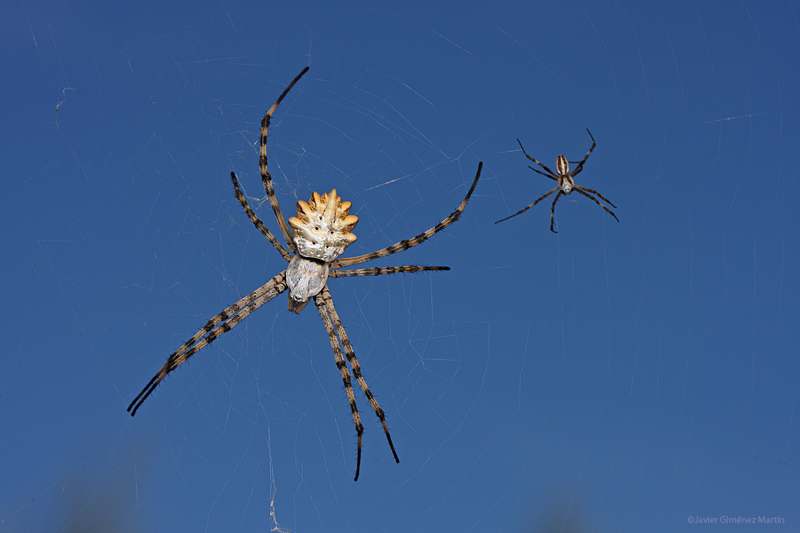 Pareja de <i>Argiope lobata</i>