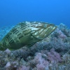 <I>Epinephelus costae</i>