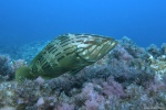 <I>Epinephelus costae</i>