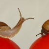 Caracoles con tomate