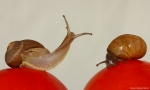 Caracoles con tomate