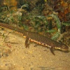Tritón ibérico