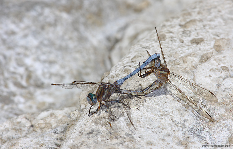 <i>Orthetrum chrysostigma</i>