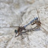 <i>Orthetrum chrysostigma</i>