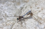<i>Orthetrum chrysostigma</i>