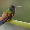 Amazilia tobaci aliciae