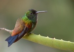 : Aves de otros paises