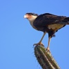 Caracara