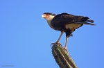 Caracara