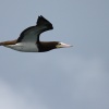 Sula leucogaster