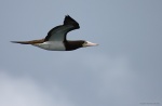 Sula leucogaster