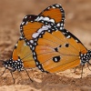 Mariposas tigre