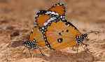 Mariposas tigre