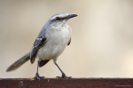 Cenzontle