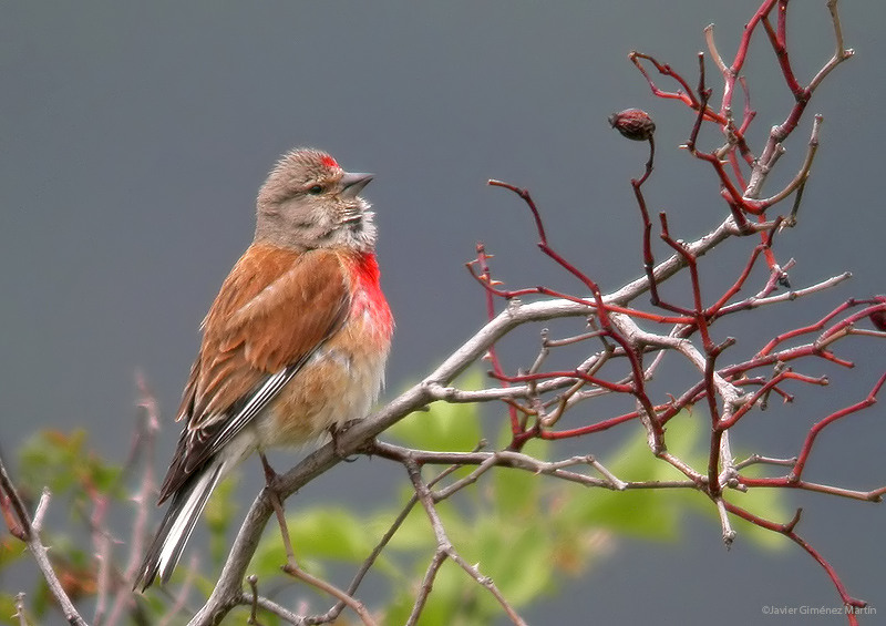 Pardillo macho