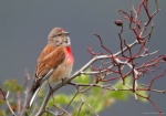 Pardillo macho