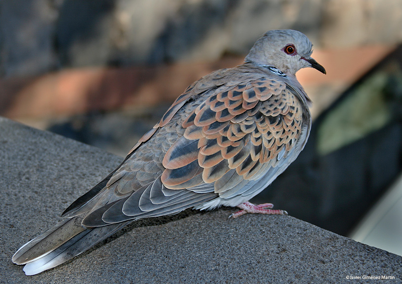 Tortola europea