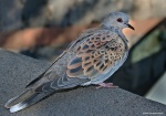 Tortola europea
