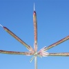 Lotus creticus