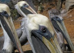 Pelicanos