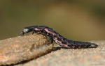 Luciernaga (hembra)