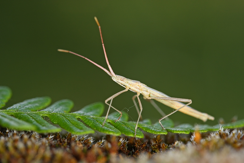 Hemiptero sobre helecho