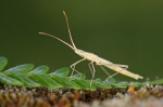 Hemiptero sobre helecho