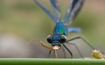Cazador de los juncales