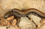 Diplopodos