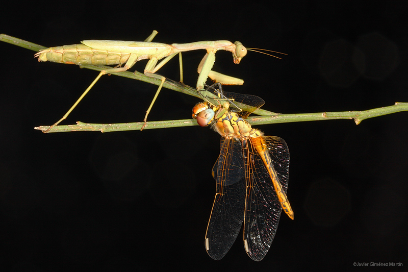 Cazador nocturno Cazador nocturno