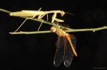 Cazador nocturno