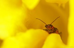 Universo amarillo