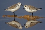 : Aves de España