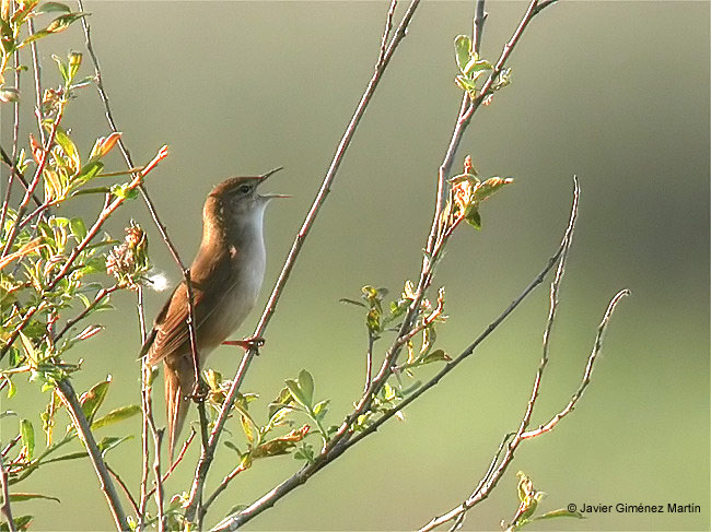 Buscarla unicolor