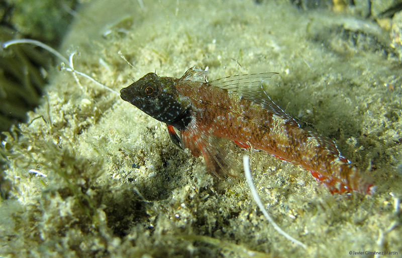 <i>Tripterygion tripteronotus</i>