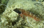 <i>Tripterygion tripteronotus</i>