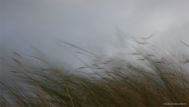 Viento