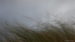 Viento