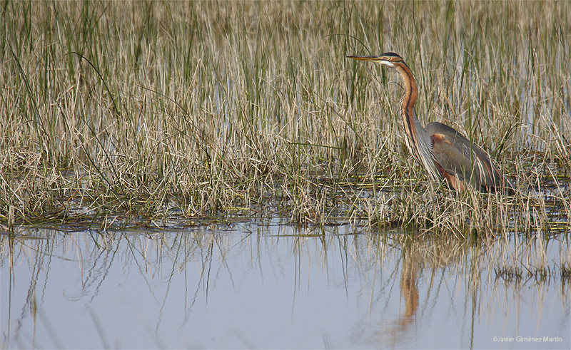 Garza imperial