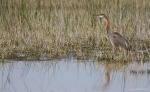 Garza imperial
