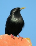 Estornino negro
