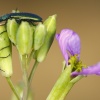 <i>Psilothrix viridicoeruleus</i>