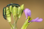 <i>Psilothrix viridicoeruleus</i>