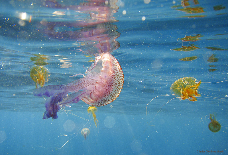 Medusas