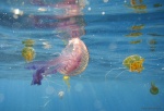 Medusas